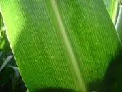 Hoja de la planta de maíz