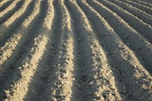 Cultivo de caña de azúcar - Terreno preparado para siembra de caña de azúcar