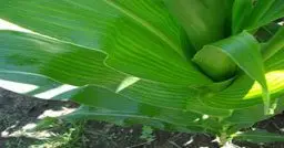 Hojas de la planta de maíz