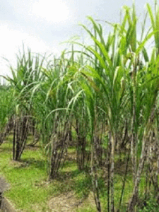 Cultivo de caña de azúcar