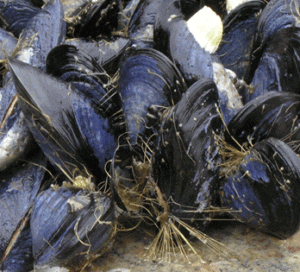 Mejillón - Mejillones