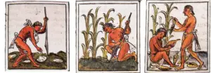 Historia del cultivo de maíz