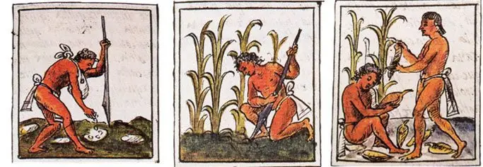 Cultivo de maíz - Indígenas sembrando maíz