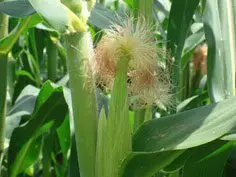 Cultivo de maíz - Flor pistilada del maíz