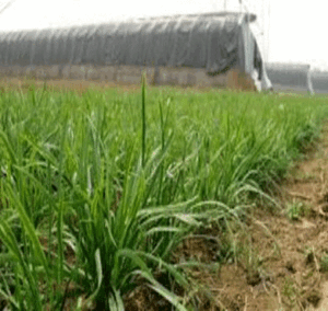 Cultivo de caña de azúcar