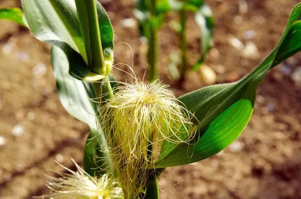 Cultivo de maíz -Planta con la formación de mazorca de maíz