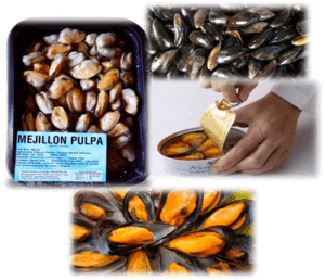 Mejillón - Manejo de los mejillones