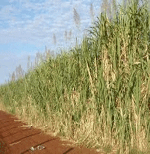 Cultivo de caña de azúcar