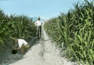 Cultivo de caña de azúcar