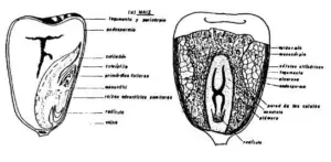 Semilla de maíz