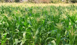 Cultivo de maíz