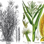 Planta de maíz