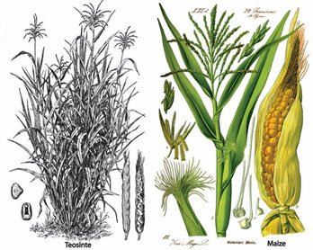 Dibujo de plana, inflorescencia y mazorca de maíz