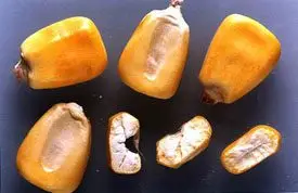 Semillas de maíz