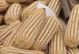 Mazorcas de maíz