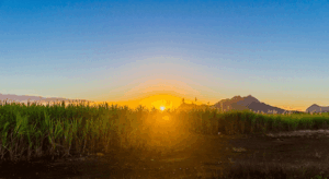 Cultivo de caña de azúcar