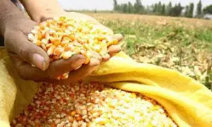 Semillas de maíz amarillo