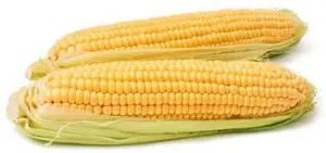 Mazorcas de maíz