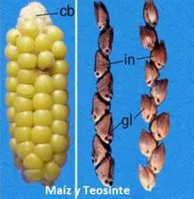 Cultivo de maíz - Maíz y Teosinte