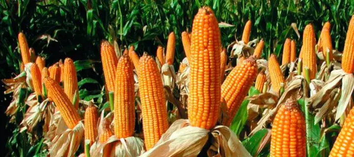 Cultivo de maíz - Mazorcas de grano naranja en campo
