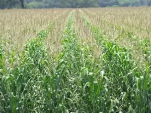 Cultivo de maíz