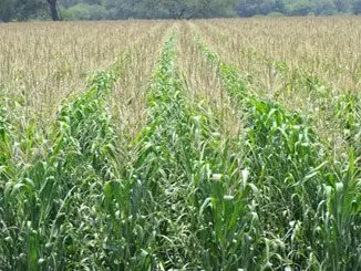 Cultivo de maíz - Campo sembrado con un maizal