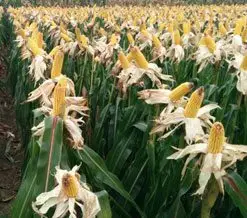 Cultivo de maíz - Mazorcas expuestas en un maizal