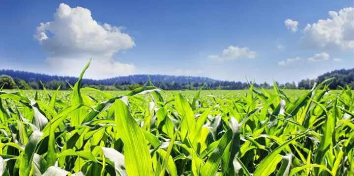 Cultivo de maíz - Una planicie cultivada con un maizal