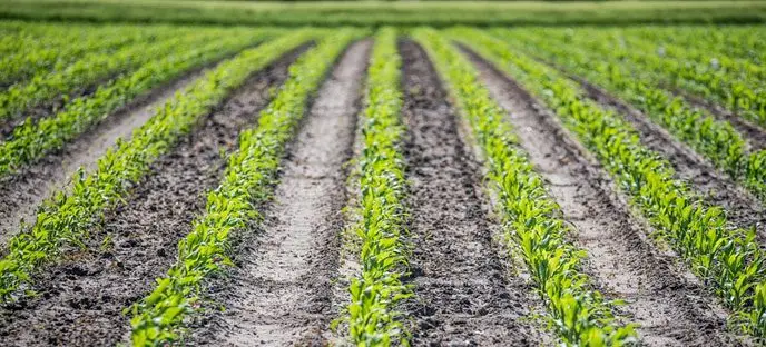 Cultivo de maíz  - Terreno sembrado de maíz en hileras 