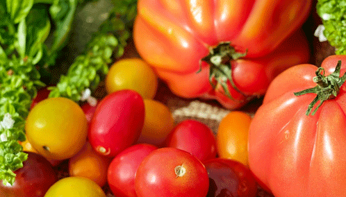 Diferentes tipos de tomates obtenidos en tierra abonada con excretas de lombriz