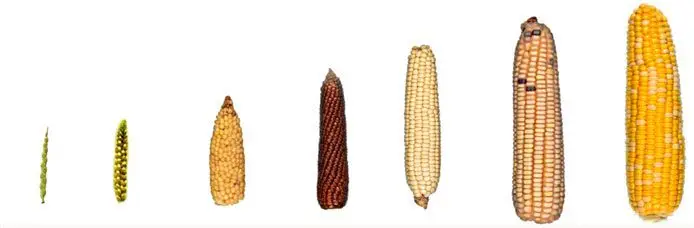 Cultivo de maíz - Distintos tipos de mazorcas
