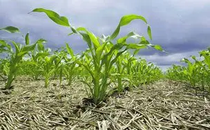 Cultivo de maíz sembrado en suelo protegido con material orgánico