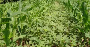 Cultivo de maíz