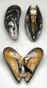 Mejillón - Mejillones
