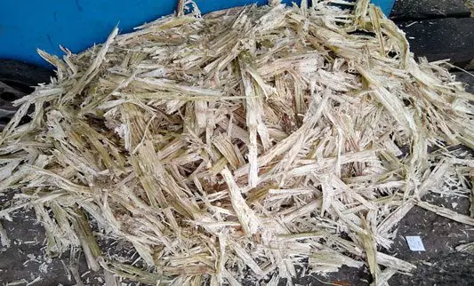 Cultivo de caña de azúcar - Cachaza obtenida del triturado de la caña de azúcar