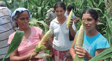 Tres mujeres mostrando mazorcas de maíz