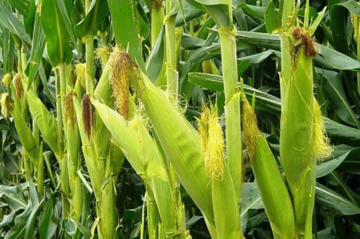 Cultivo de maíz: cómo es el proceso de siembra y su cosecha