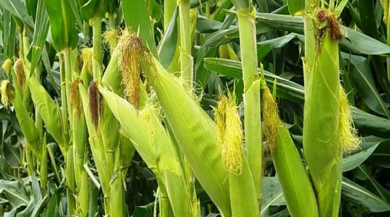 cultivo de maíz - proceso de cultivo de maíz
