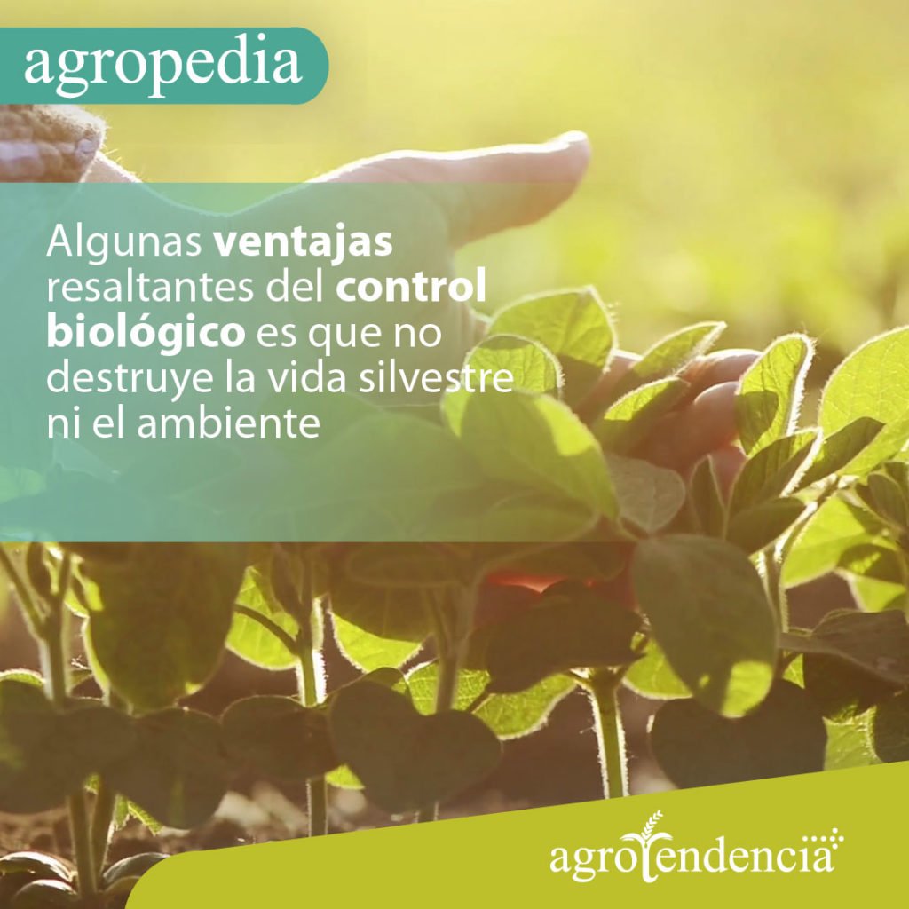 Control Biológico: Conoce Su Importancia, Ventajas Y Desventajas