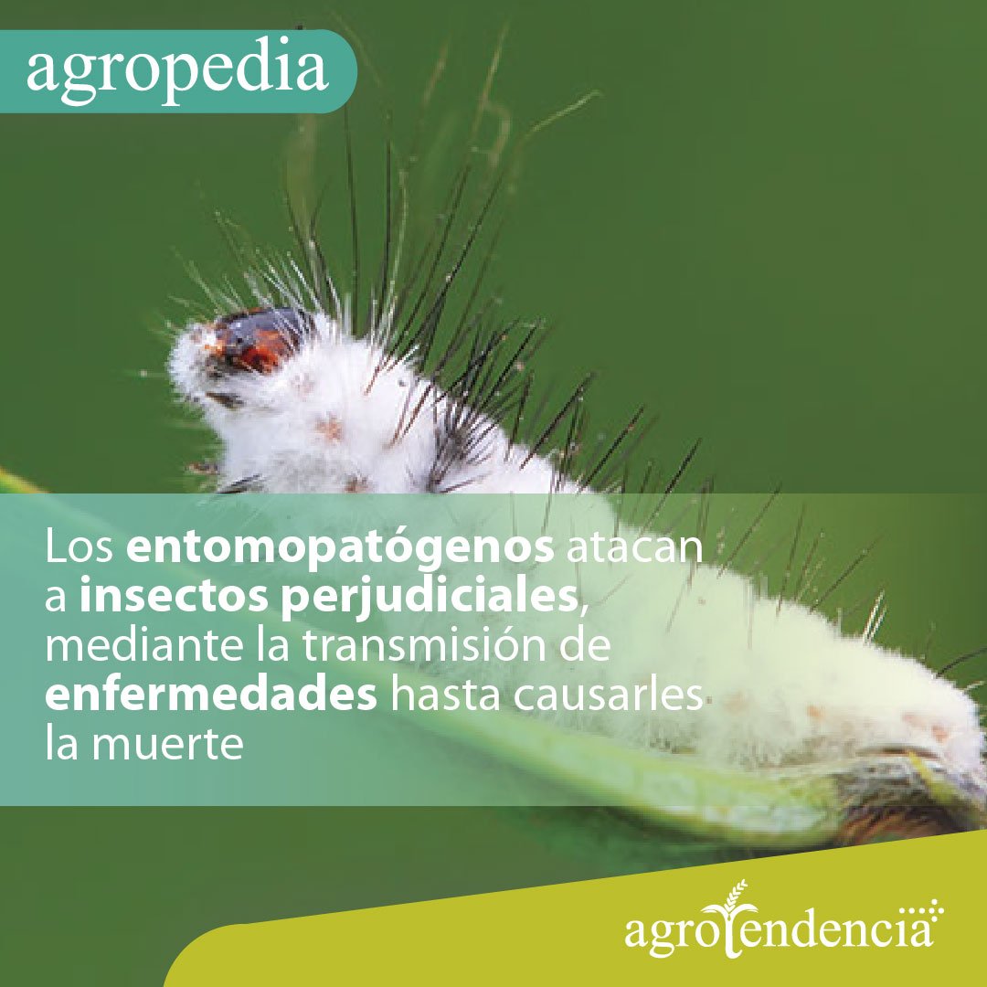 Control biológico - Larva de insecto parasitada con control biológico