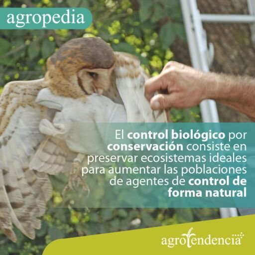 Control biológico - Una lechuza como control biológico