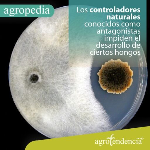 Control biológico - Una capsula de Petri con dos hongos, donde uno es control biológico