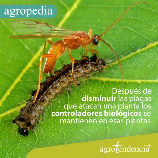 Control biológico - Una avispa parasitando una larva, como control biológico