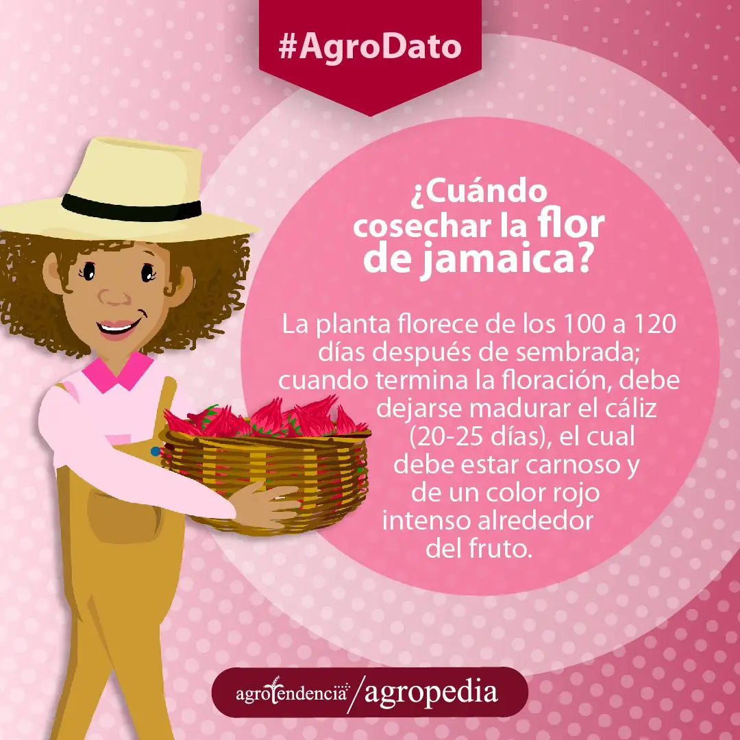 Flor de Jamaica - Mujer con una cesta llena de flores de Jamaica