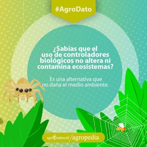 Control biológico - Araña y una mosca encima de la tela de araña como control biológico