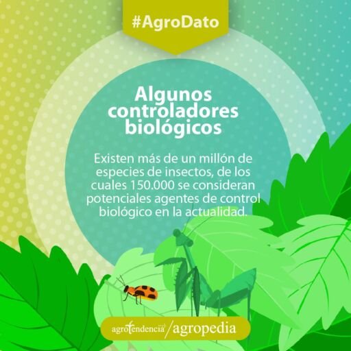 Control biológico - Mantis y una mariquita sobre una hoja