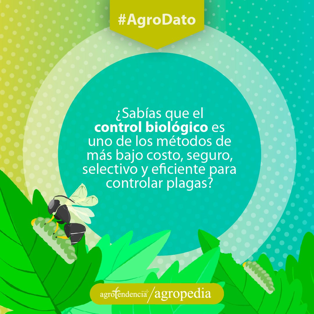 Control biológico - Avispa con una larva como control biológico en una planta