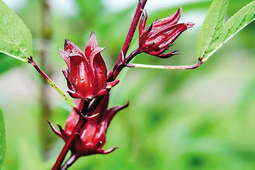 Flor de Jamaica