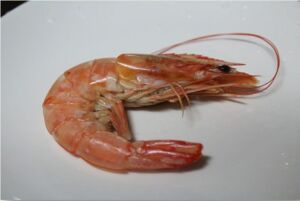 Camarón