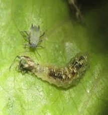 Control biológico - Una larva parasitada por un controlador biológico